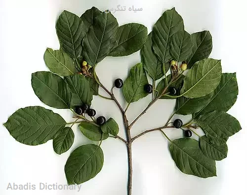 سیاه تنگرس
